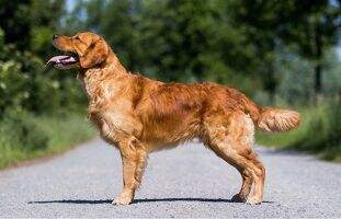 Thimm's Smart Chester Thimm's Smart Chester