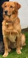Old Blair's Golden Joey