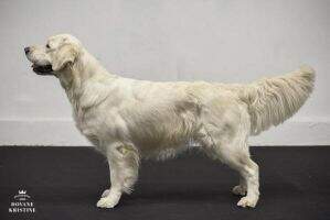 C.I.E.; RS BALT LV LT EE CH; LV BY Sidus Aureum Flame