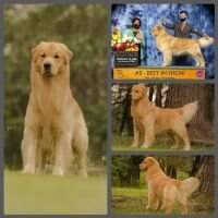 Biss.#3BIS.Br.GCh.Pan Am.GCh.Japan CH. Fly Golden Us and Them