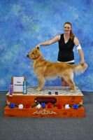 UKC CH Broomfield's Moon Dance RI TKE VHMA VSWI BCAT FDC
