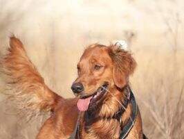 Wild Dawgs Goldie Mr. Fantastic