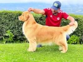 Legacy Golden Victoria