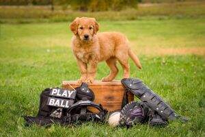 Pemberley's No Crying in Baseball