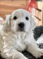 Deep Love of Golden all Stars