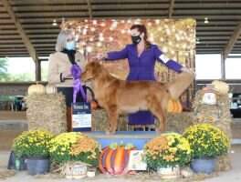24k Retrievers Tango Yankee BOSS DN RN RATI