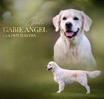 C.I.B. C.I.E. CH CZ BiH SLO HR PL SK MK RKS RO HU MK RO- Gabie Angel Golden Martha