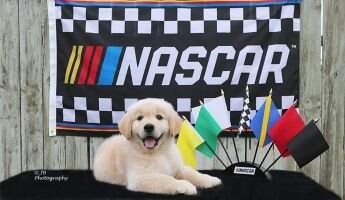 Wulffstock Pause Under Caution