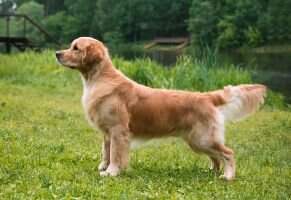 RUS RKF CH RUS CH RKF Musketeer Sneh Tatier