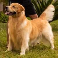 Chiots D'Or TWD Hershel Chiots D'Or TWD Hershel