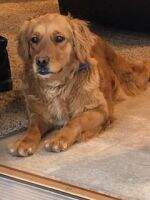 Miss Newport's Piper