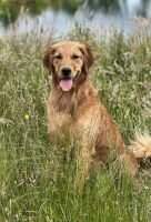 Rio Soleil's Splash of Bubbly RATCHX ETD RM RATI CZ8G LD VA NS