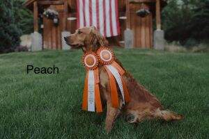 Rocky Mountain Ranches Peaches Smokin Gold Reya Rocky Mountain Ranches Peaches Smokin Gold Reya