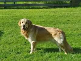 Diamond Glory Of Goldens Jay-Jay