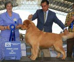 JMexCh. GMexCh. Danke (Cielo) MEX.FCI JMexCh. GMexCh. Danke (Cielo) MEX.FCI