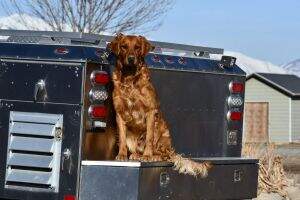 Kc Retrievers Rex Kc Retrievers Rex