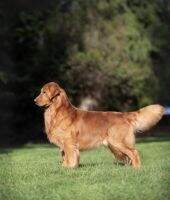 Rush Hill's Secretariat RATCHX3 CZ8P