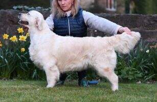 Evidog Yaris