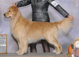SHR Am/Can CH Rush Hill's Austin-Tatious BCAT SHR Am/Can CH Rush Hill's Austin-Tatious BCAT