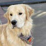 Ginger's Tobias Tamalpais Yelverton