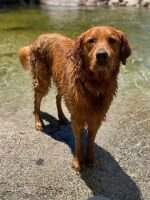 Brando The Golden