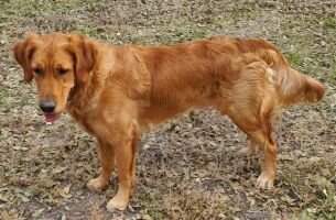 Mesa Goldens Archibald Montgomery Mesa Goldens Archibald Montgomery
