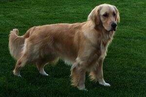 Fly'N Hi Abby SERVICE DOG