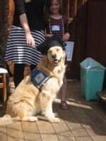 Fly'N Hi Kiwanis Copper SERVICE DOG
