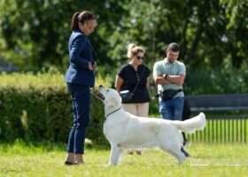 CH.PL, CH.XK, GR.CH.XK, CH.RO, CH.AL, CH.ME,CH.BALKAN MOLLY Bursztynowy Aporter (FCI)