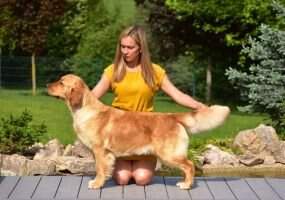 HU SHOW CH HU FOUR ROSES Canis Regnum HU SHOW CH HU FOUR ROSES Canis Regnum