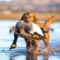 HRCH Bayou Frequent Flyer