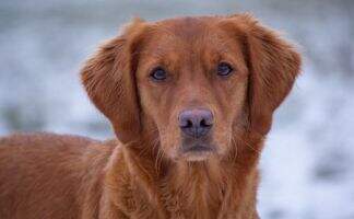 Copper's sparkling fix you Kamikaze