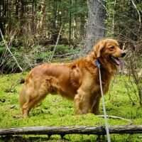 Goldenridge Our Bentley