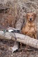 HRCH Swamp Collie Red Hot Tiger