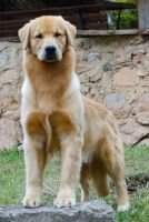 Chiots D'Or Villes de Grece Sparte