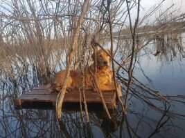 HRCH UHCH GoldnGun Marshland Selkie