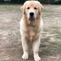 Dolci Cani Anjo