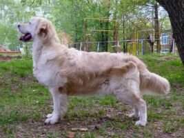 Rus, Ch RCF KORA FAITHFUL HEART