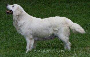 Mogoldpups Sadie Song Of My Soul