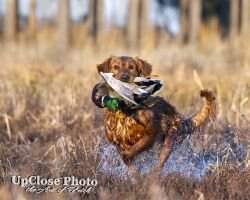 Swamp Collie's Mighty Hammer CCA