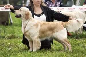 RKF JGCH RUS CLUB RUS RKF Majestic Margaret Golden Stream