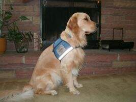 Fly'N Hi Kiwanis Buffy SERVICE DOG