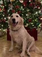 Frankly Golden's Ruby Rue Frankly Golden's Ruby Rue