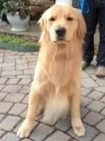 Seasons Golden Feisty Furrari