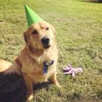 Carolina Goldens Huckleberry's Finn