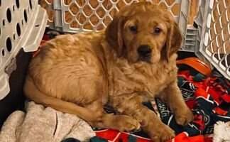 Four Golden Paws Northern Riptide
