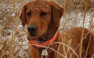 Quail Ridge Red Hot Miss Cassie