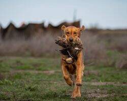 Onedrdogs The Road Less Traveled OF DCAT TKN CCA