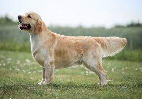 Rolling Stone de la Legende de l'Or du Rhin JChRus, JClubCh, JChRKF,JGrand Ch, Rus Ch, Belarus Ch, RKF Ch, Club Ch, Grand Ch