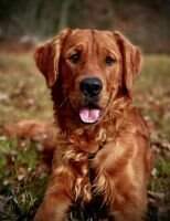 Four Golden Paws Red Baron CCA RN BCAT ACT2 ACT1J CGCA